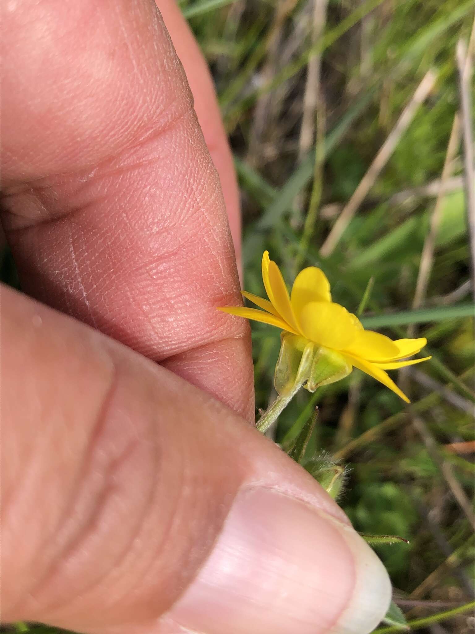 Image of Sacramento Valley Buttercup