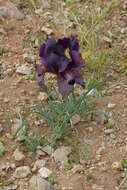 Слика од Iris iberica subsp. lycotis (Woronow) Takht.