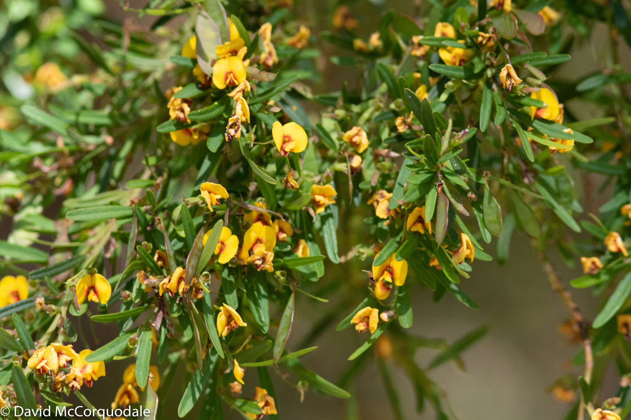 Plancia ëd Bossiaea linophylla R. Br.