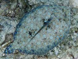 Image of Flounder