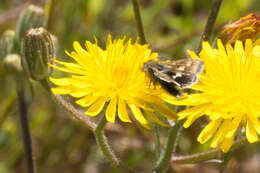 Image of Heliothodes diminutiva Grote 1873