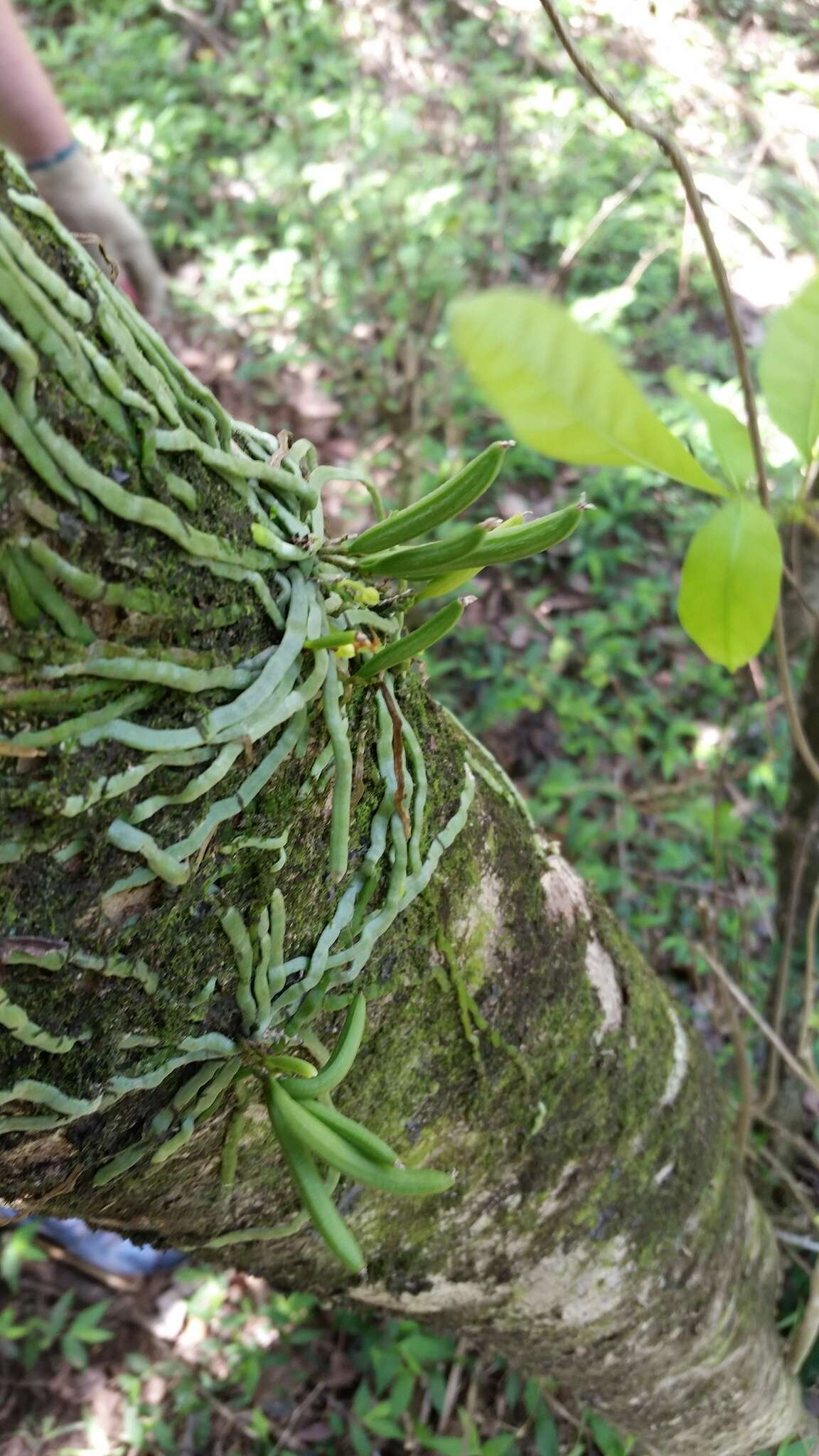 Image of Taeniophyllum marianense Schltr.