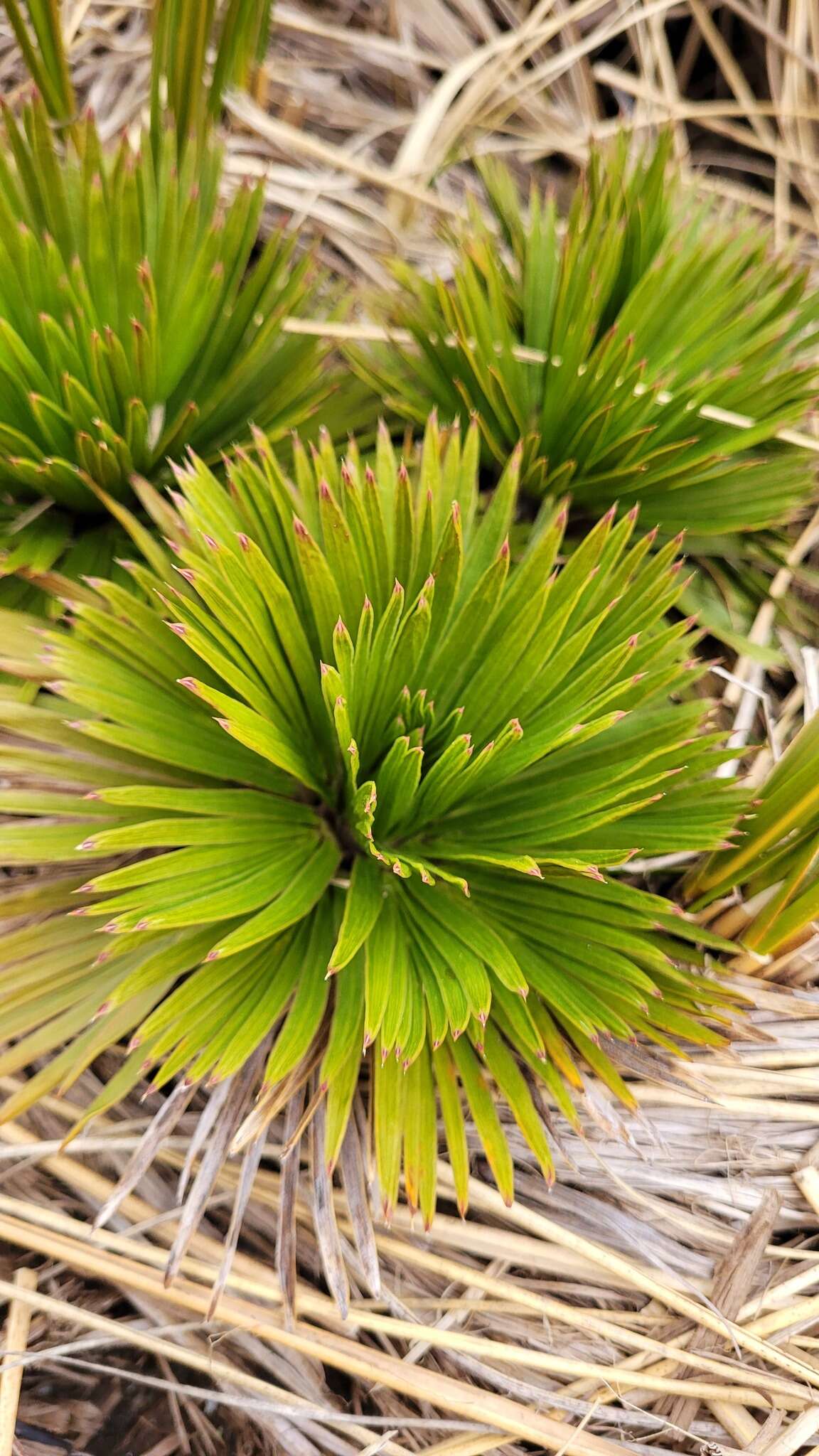 Image of Aciphylla congesta Cheeseman