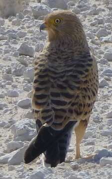 Image of Greater Kestrel