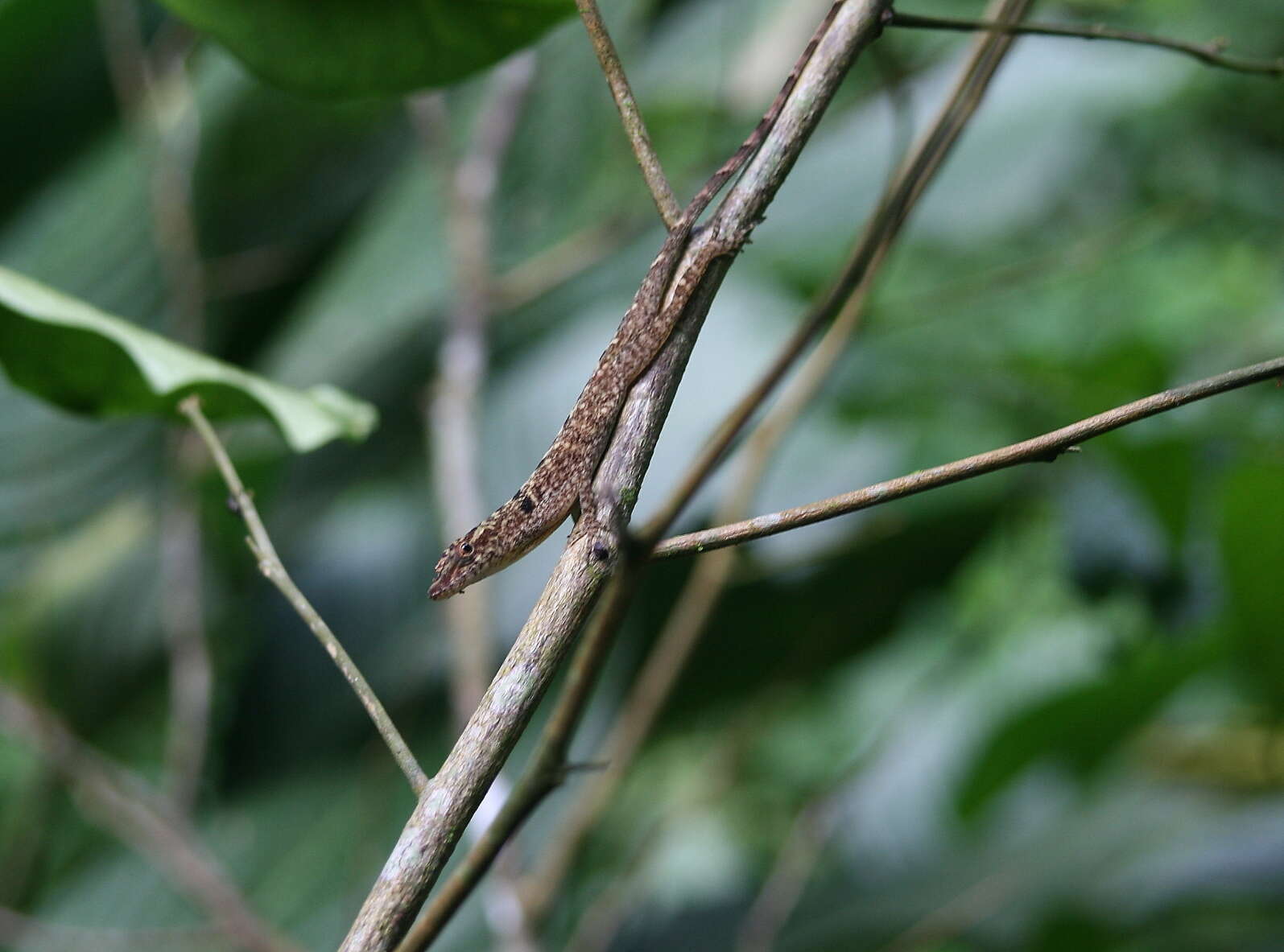 Image of Anolis tolimensis Werner 1916