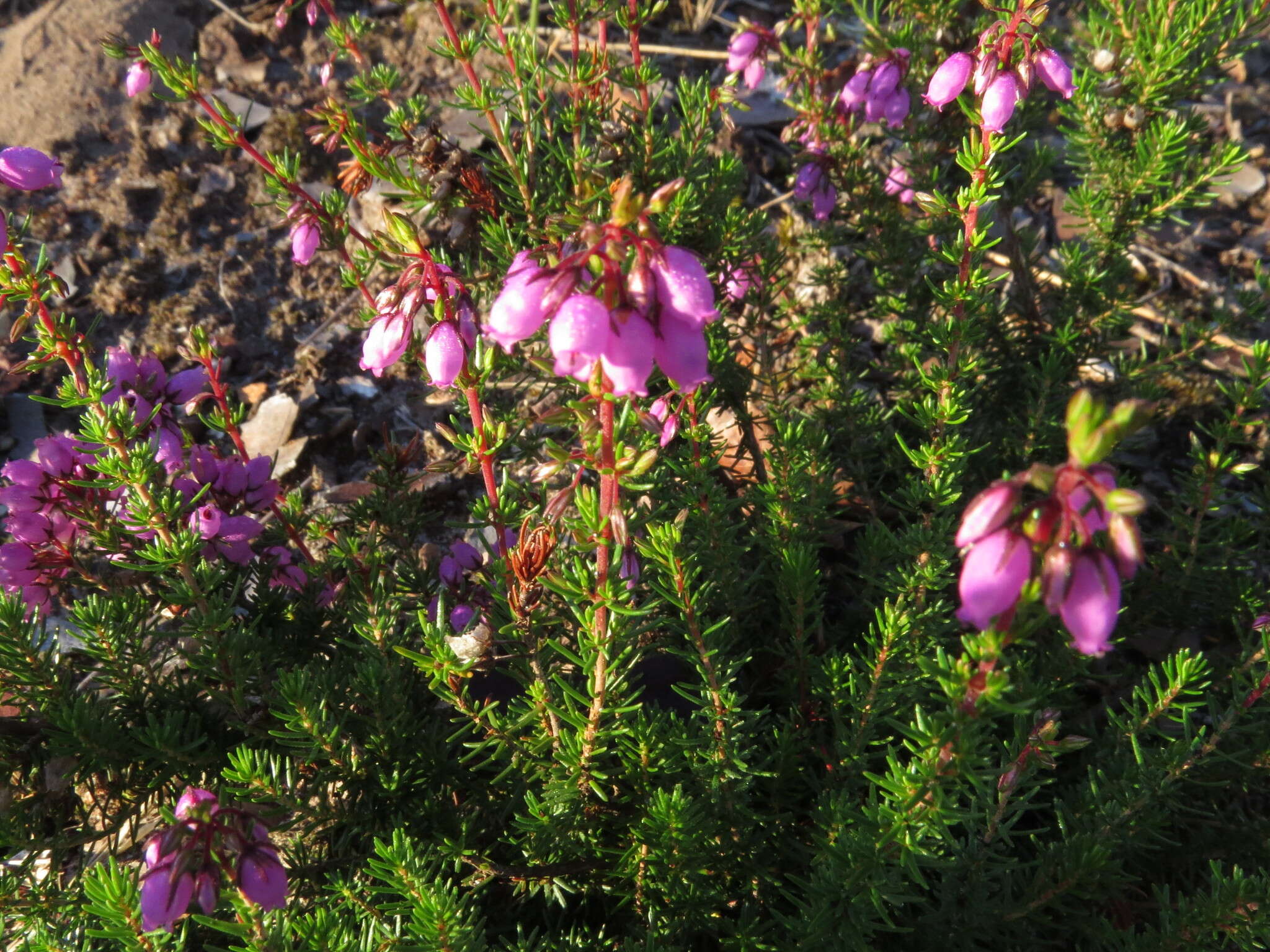 Image of Bell Heather