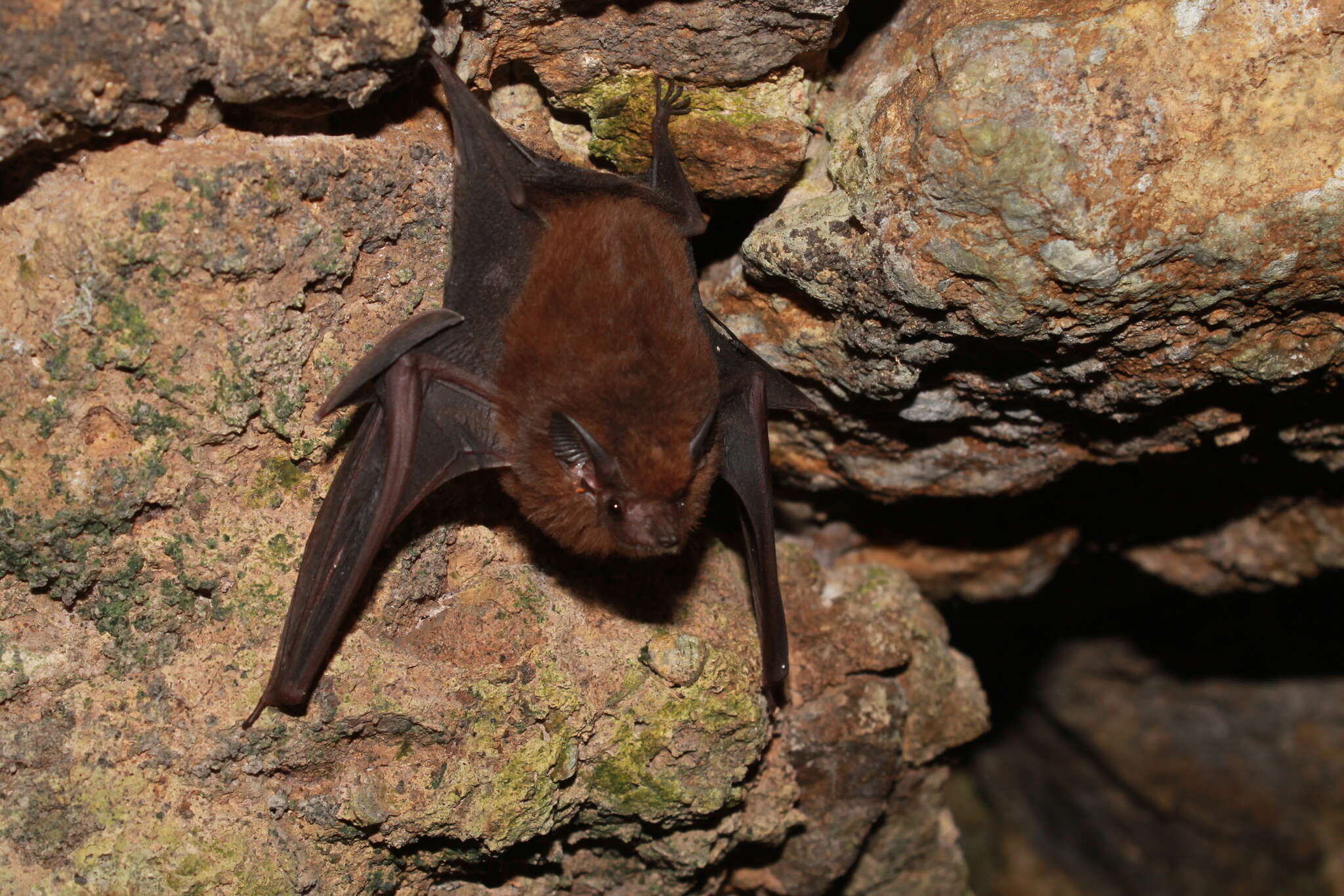Image of Greater Dog-like Bat