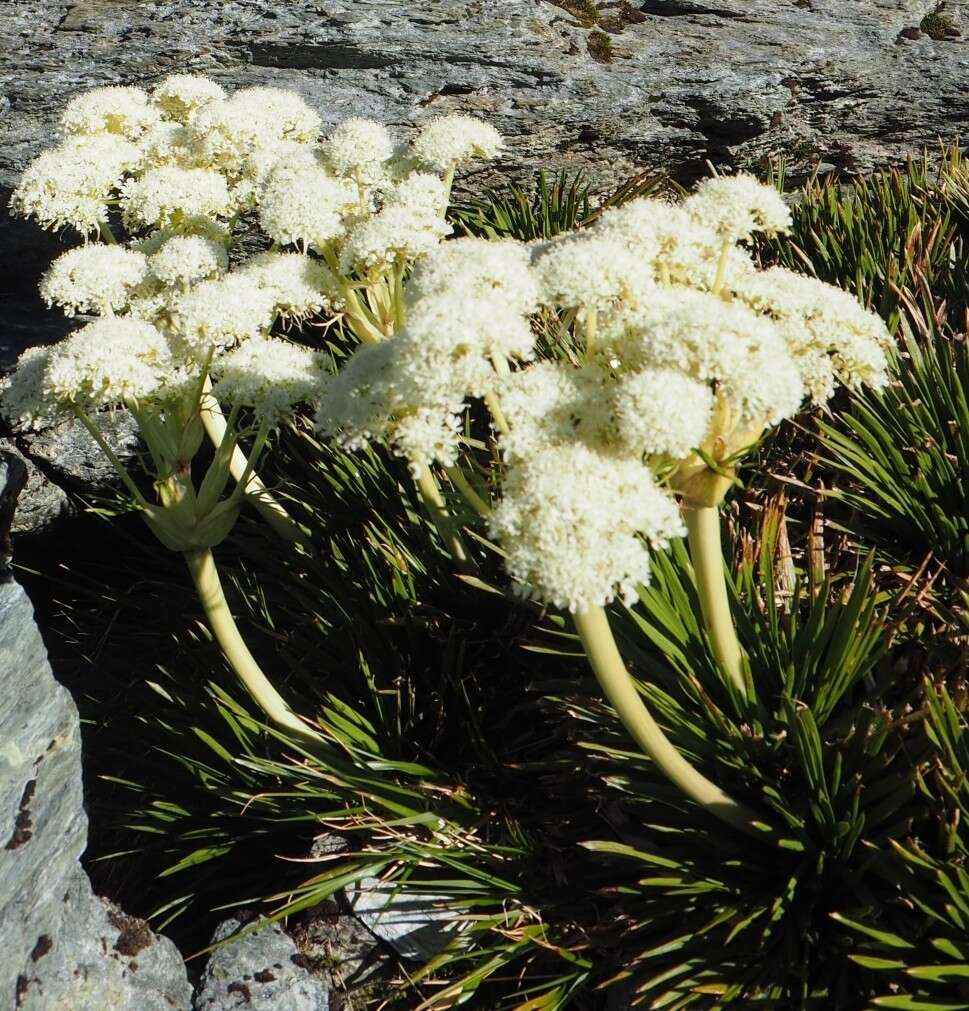 Image of Aciphylla congesta Cheeseman