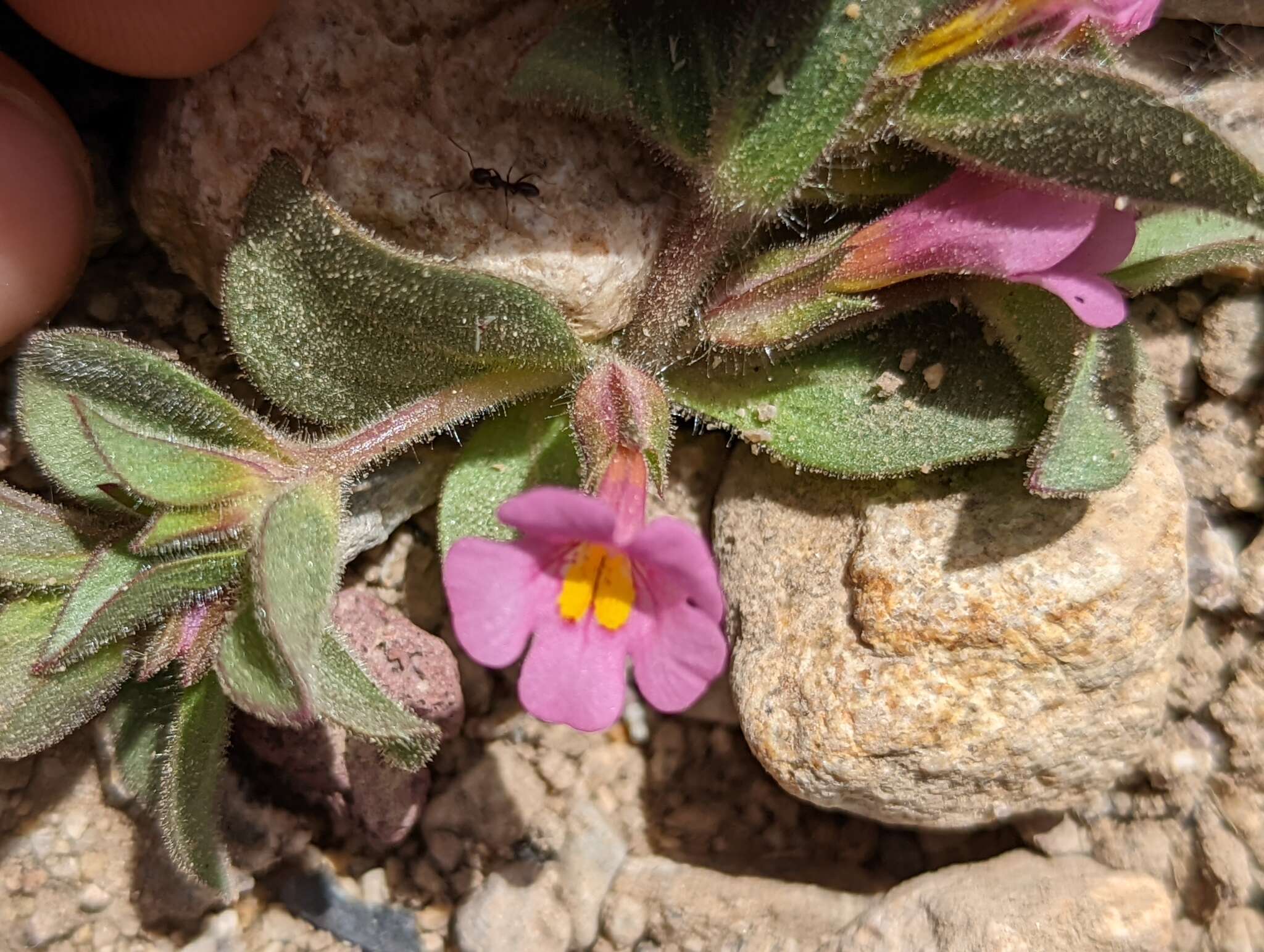 Image of compact monkeyflower