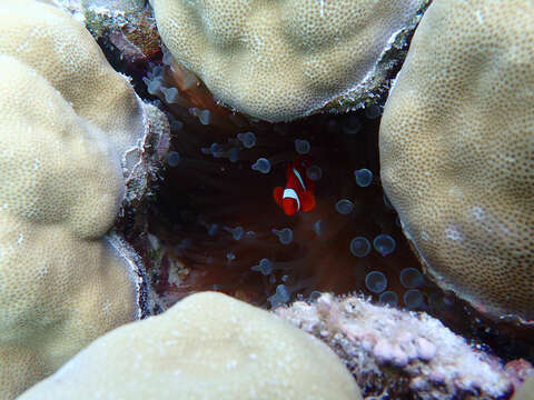 Image of Damselfish