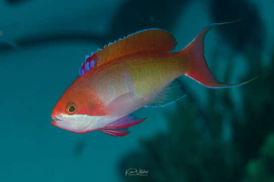 Image of Red-bar anthias