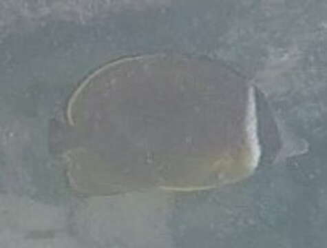 Image of Golden Butterflyfish