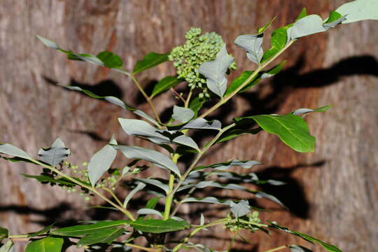 Image of Polyscias sambucifolia (Sieber ex DC.) Harms