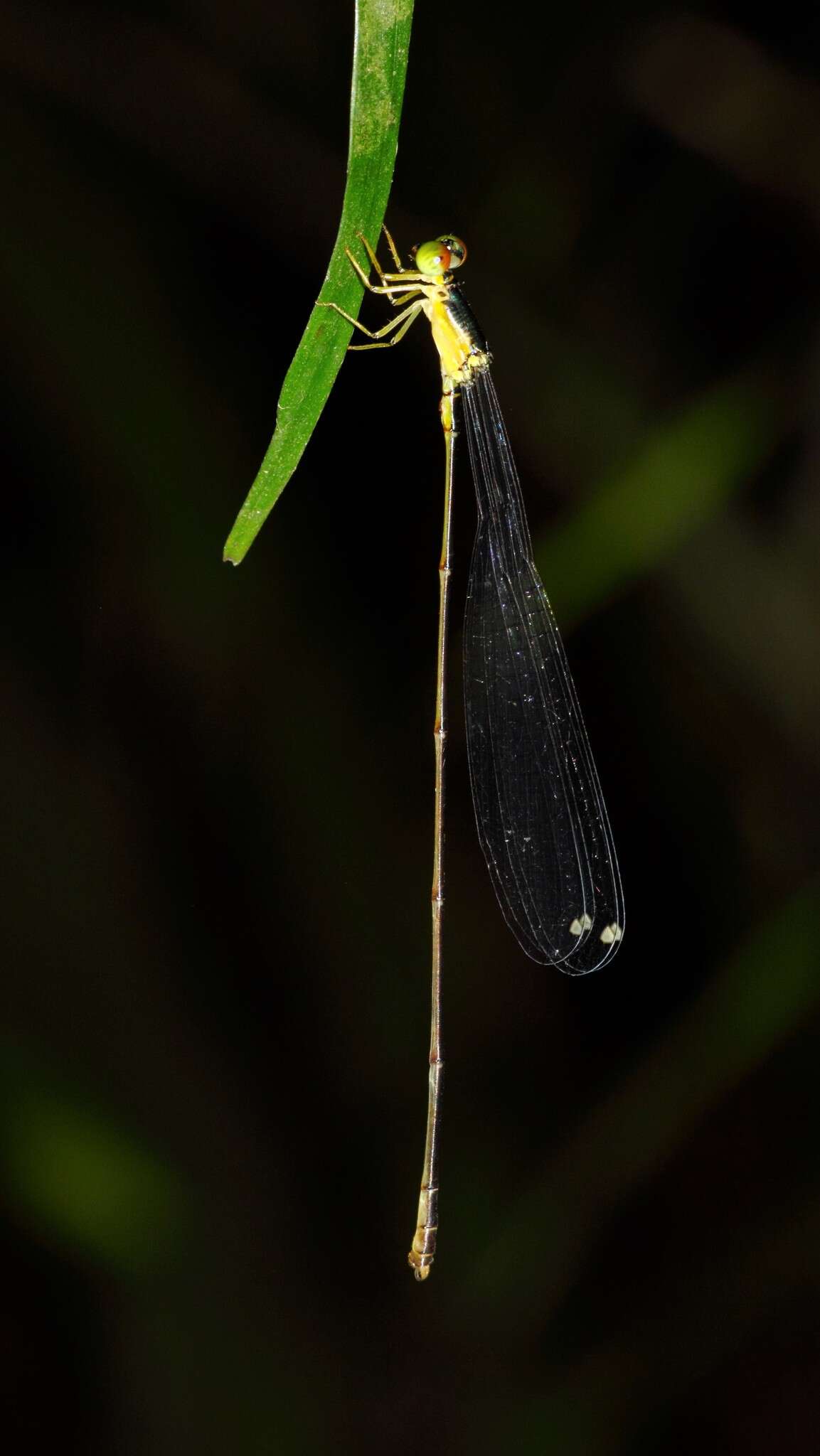 Image of Pericnemis stictica Hagen ex Selys 1863