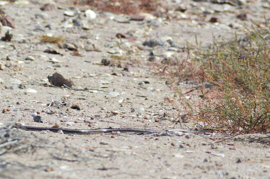 Image of Isla Espíritu Santo Striped Racer