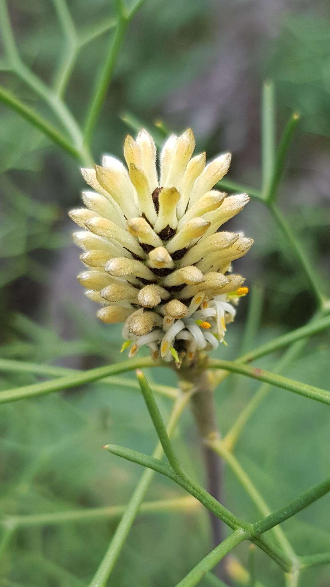 Image of Petrophile sessilis Sieber ex Schult.