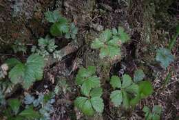 Rubus pedatus Sm. resmi