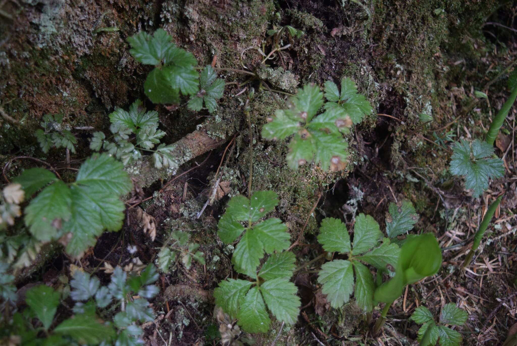 Rubus pedatus Sm. resmi