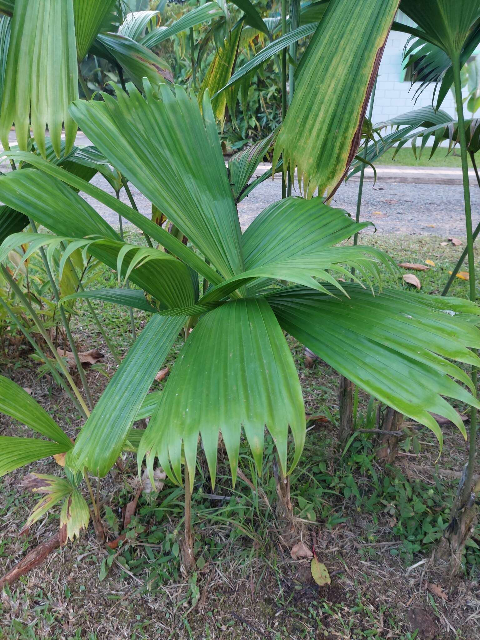 Imagem de Carludovica sulcata Hammel