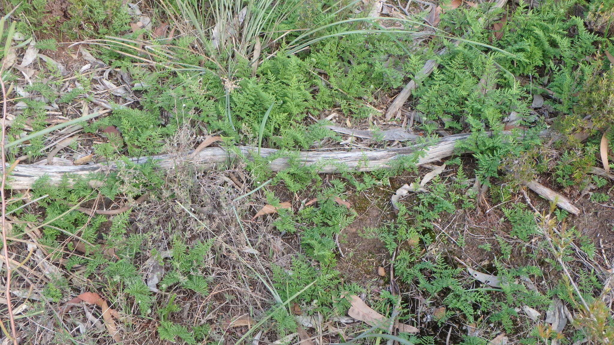 Image of Cheilanthes austrotenuifolia H. M. Quirk & T. C. Chambers