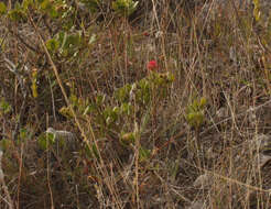 Image of Castilleja peruviana T. I. Chuang & L. R. Heckard