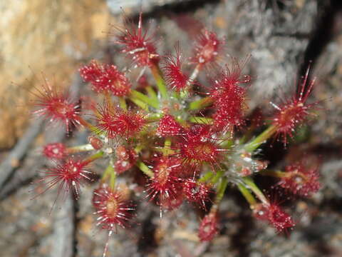 Image of Drosera barbigera Planch.