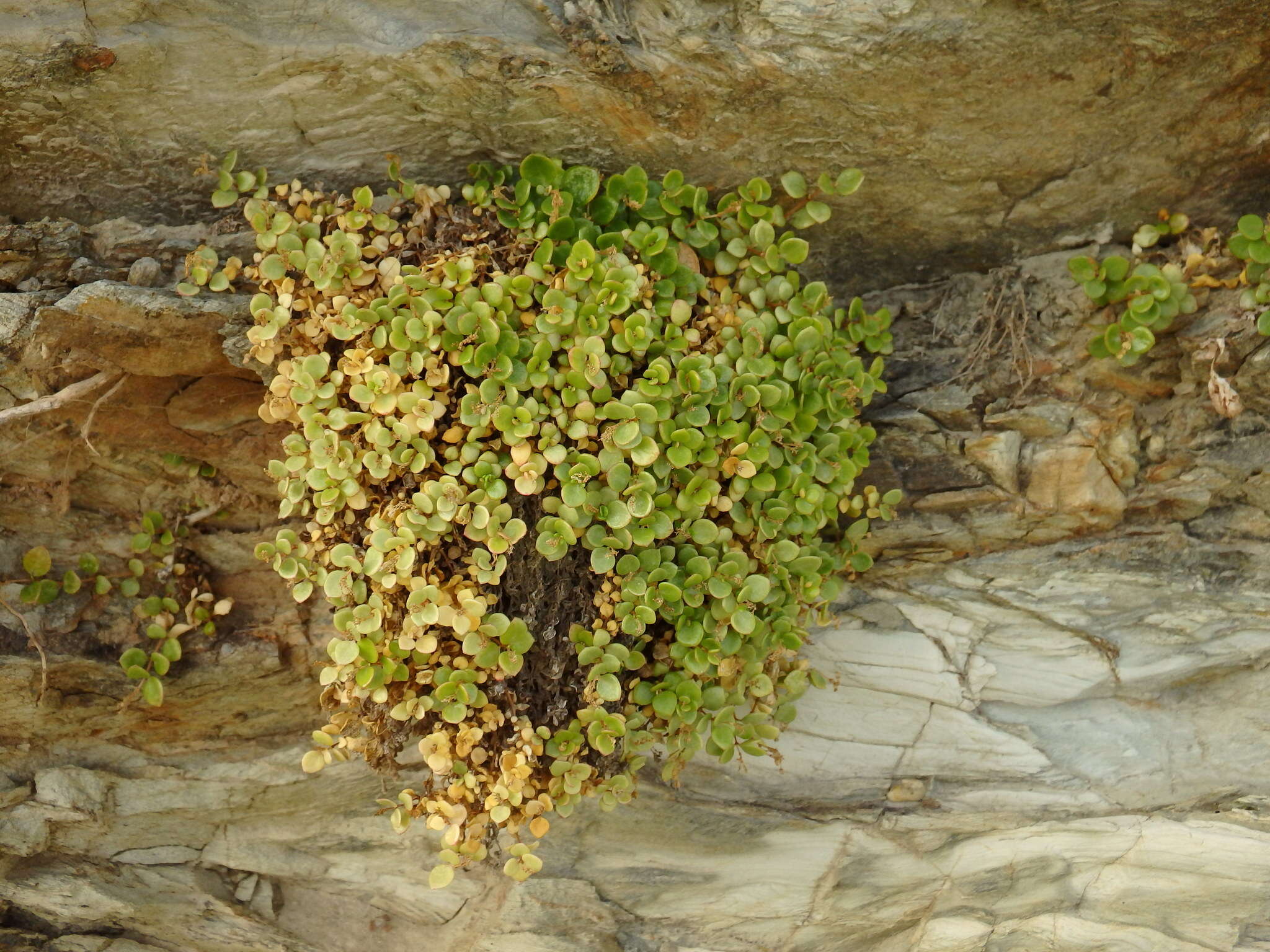 Imagem de Polycarpon tetraphyllum subsp. catalaunicum (O. Bolòs & Vigo) Iamonico & Domina