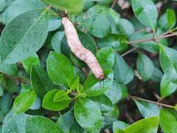 Image of Caterpillar slug