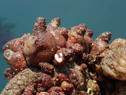 Image of Tunicate