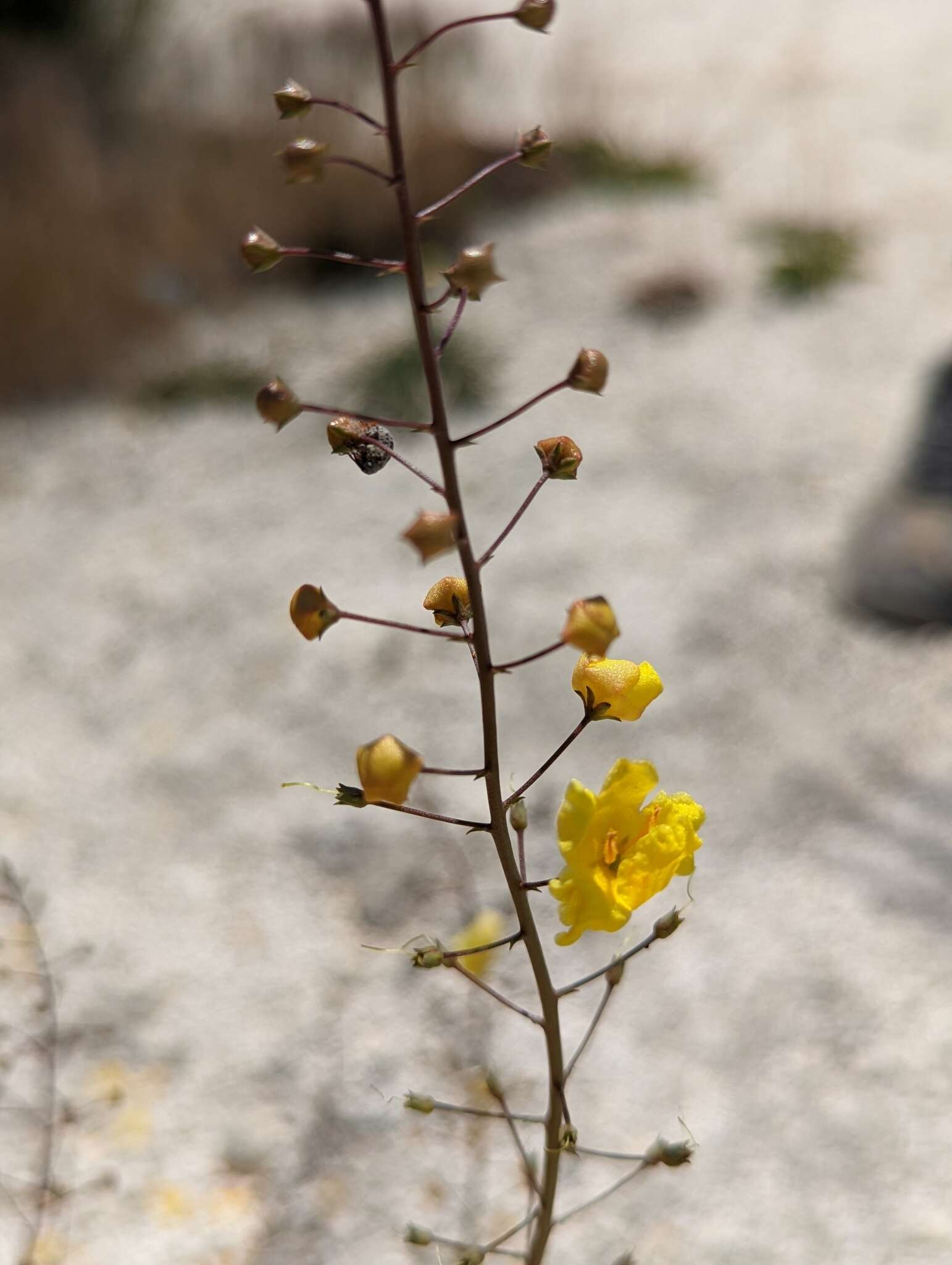 Image of Verbascum pyroliforme subsp. dudleyanum (Hub.-Mor.) Karavel. & Aytaç