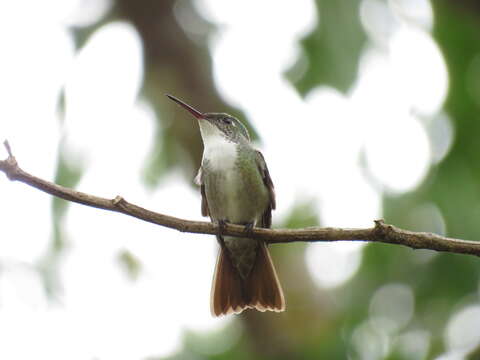 Image of Azure-crowned Hummingbird