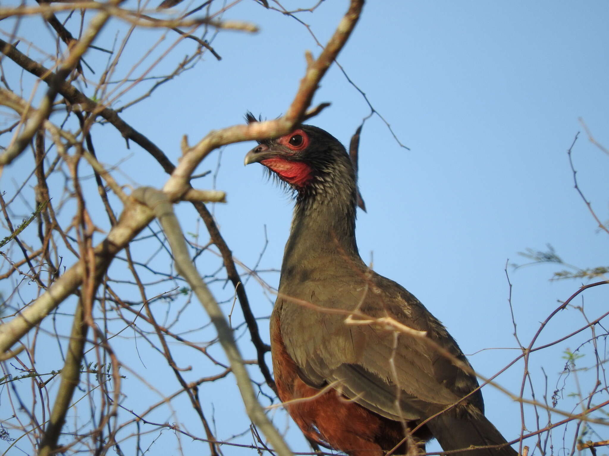 Image of Rufous-bellied Chachalaca