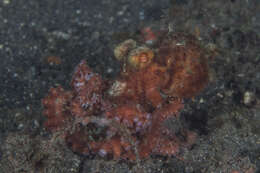Image of Starry night octopus