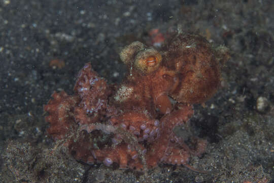 Image of Starry night octopus