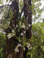 Imagem de Dendrobium longicornu Lindl.