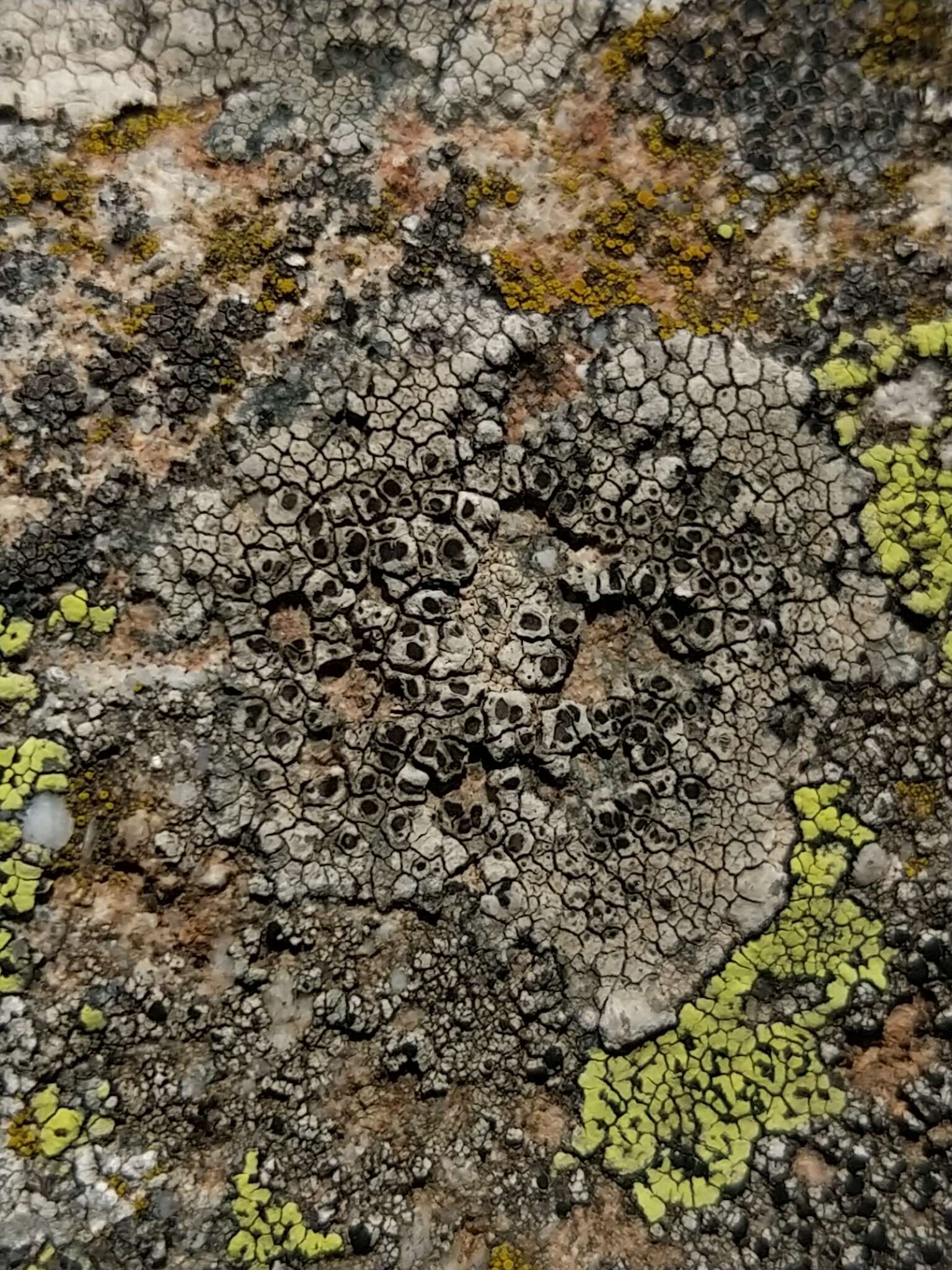 Image of alpine bellemerea lichen