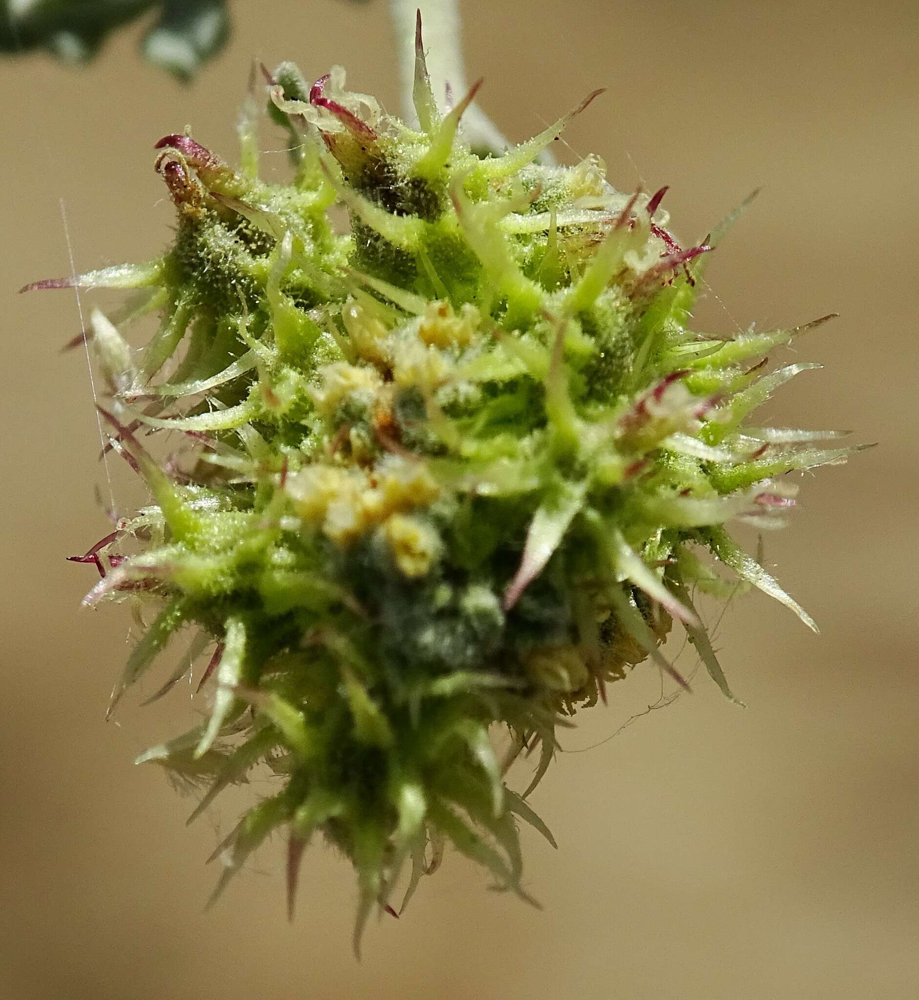 Ambrosia dumosa (A. Gray) Payne的圖片