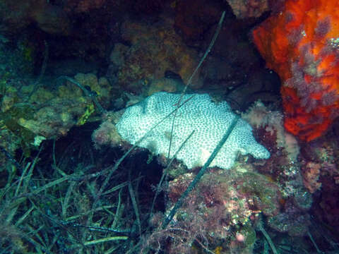 Image of Small knob coral