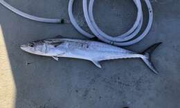 Image of King Mackerel