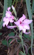 Imagem de Gladiolus brachyphyllus F. Bolus