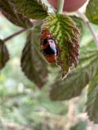 Image of Euproctinus (Euproctinus) fasciatus (Solier 1849)