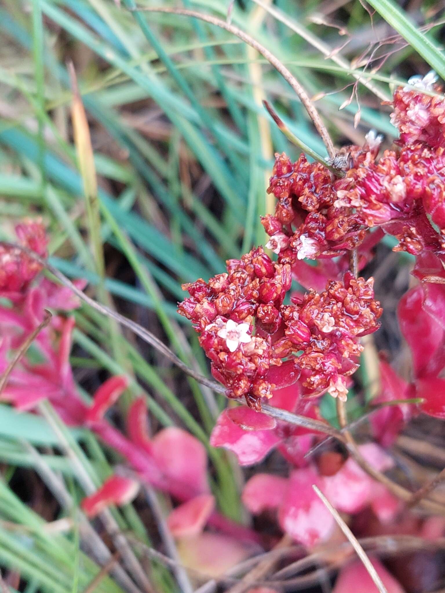 Image of Crassula natalensis Schönl.