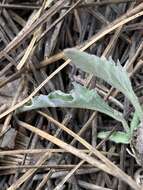 Image of goosefoot yellow violet