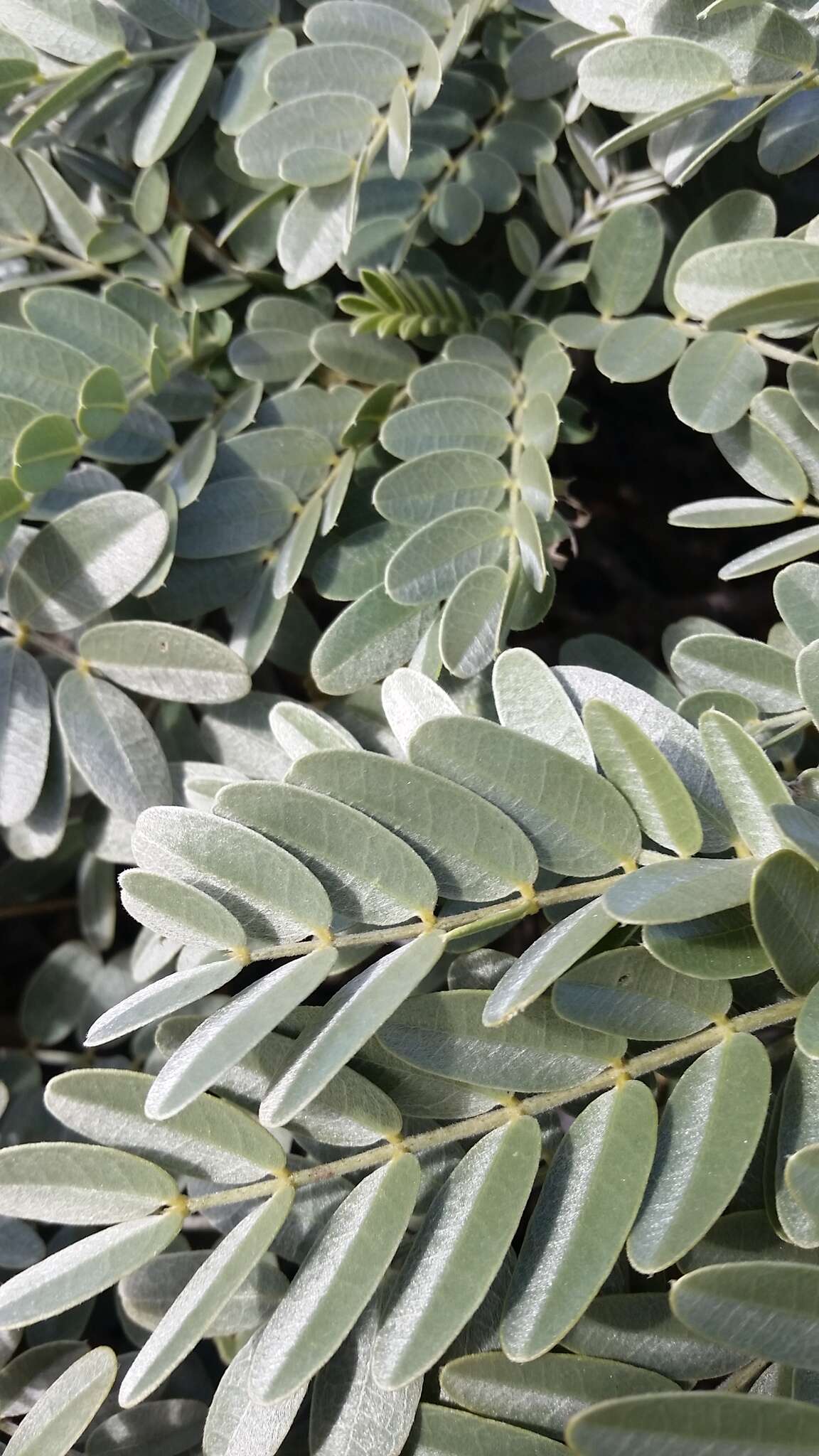 Image of Oahu riverhemp