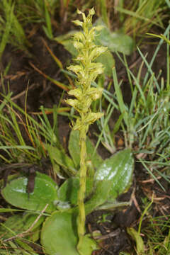 Image de Habenaria lithophila Schltr.