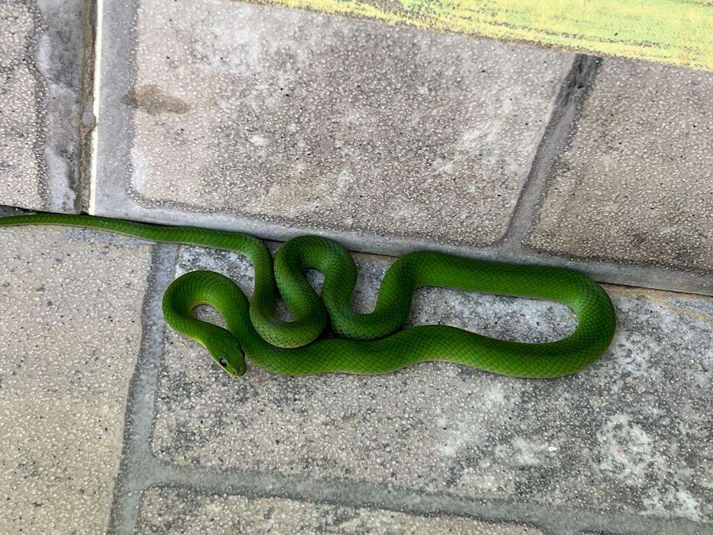 Image of Crown Ground Snake