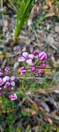 Image de Boronia fastigiata Bartl.