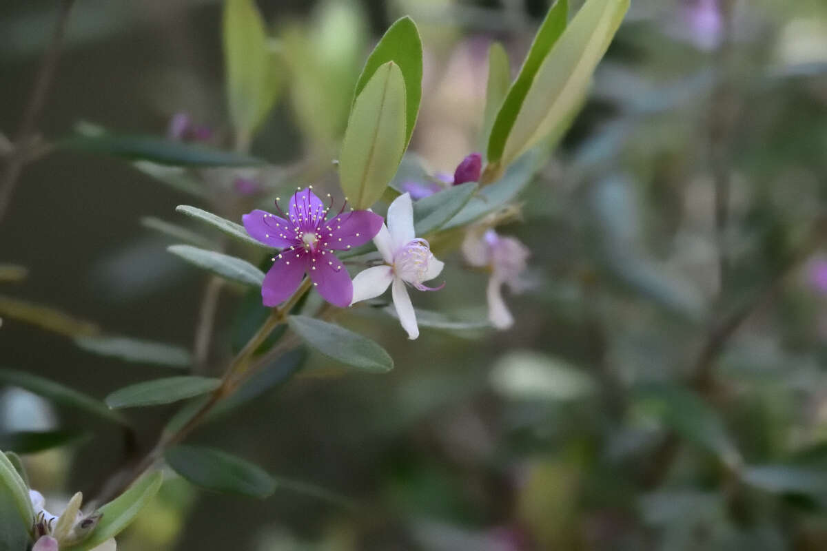 Слика од Lithomyrtus obtusa (Endl.) N. Snow & G. P. Guymer