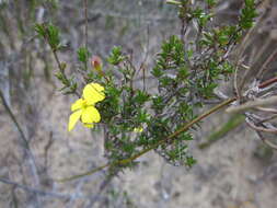 Image of Hibbertia gracilipes Benth.