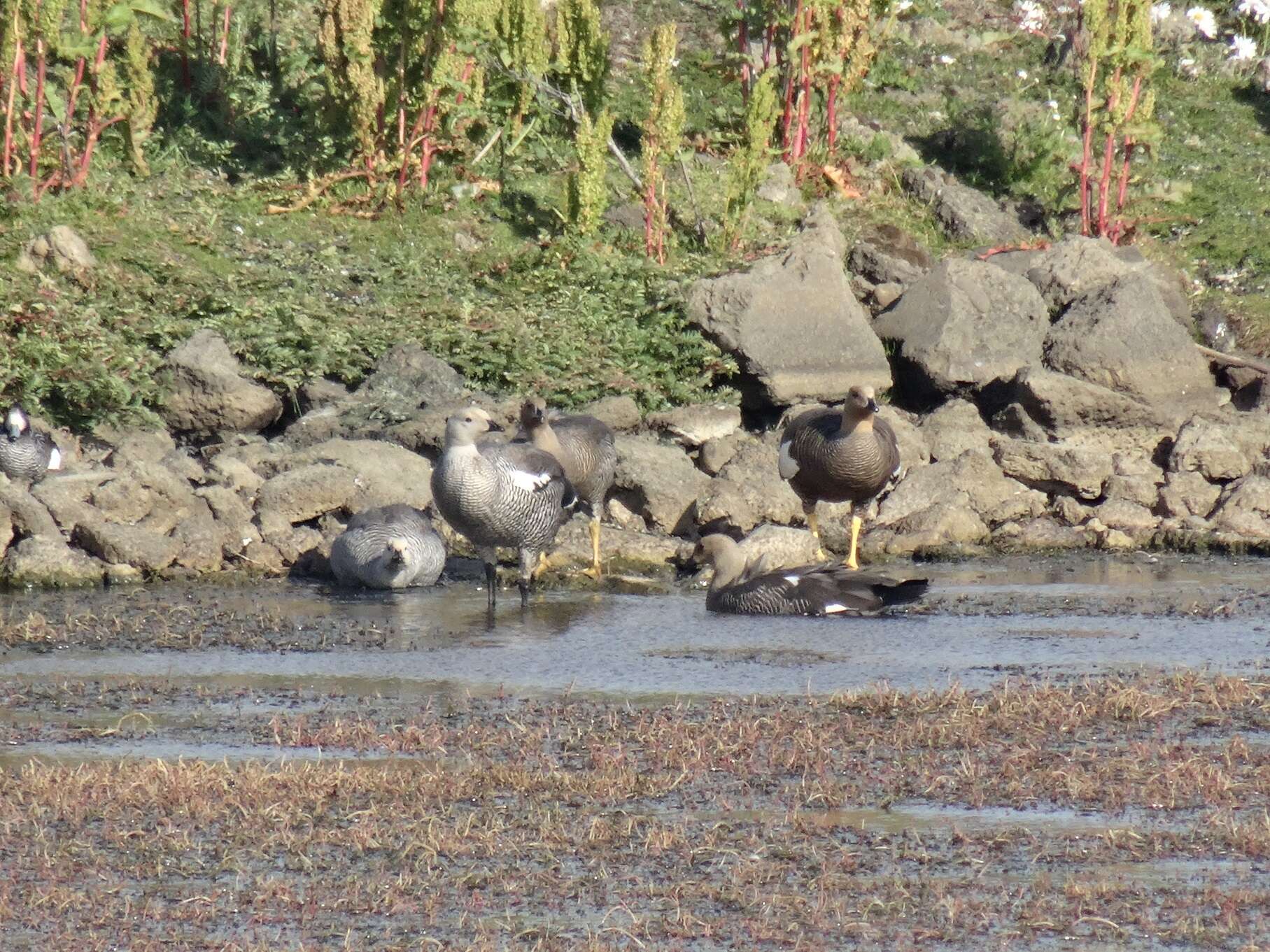 Image of magellan goose, upland goose